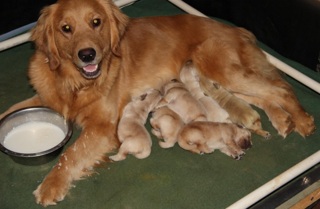 Mama {Macy} with her 6 babies!