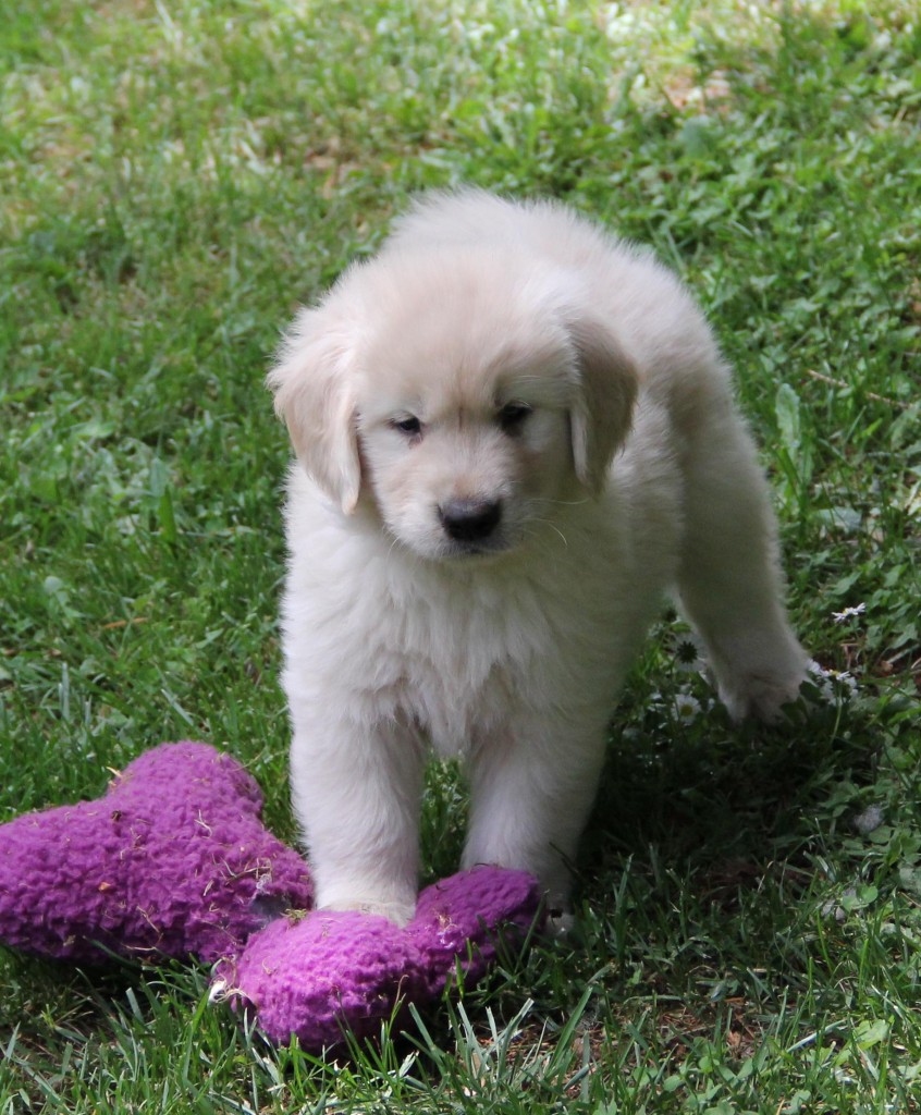 Last but not least, here is Blond boy playing with a toy.