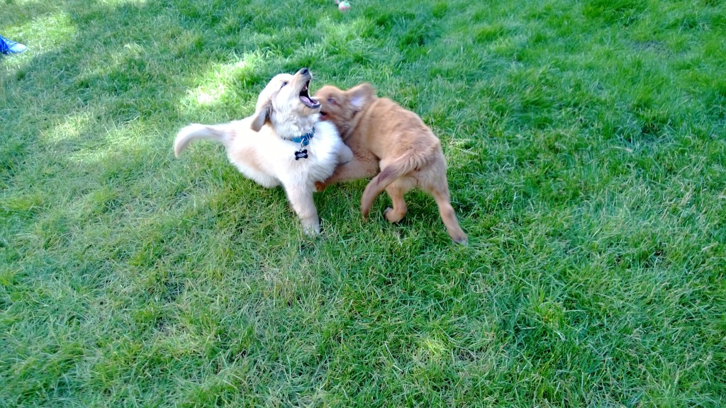 Puppy play time.