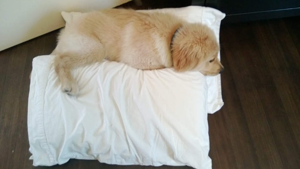 Made the mistake of setting the pillows on the ground while making the bed...