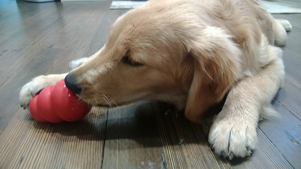 Chewing on his kong. We stuck peanut butter inside of it and then froze it.