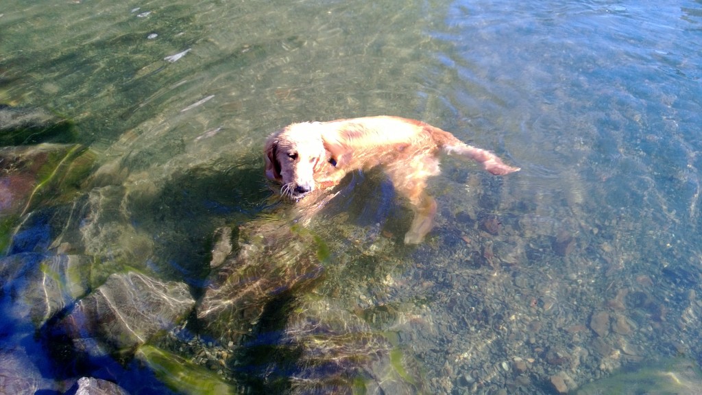 Jackson has been LOVING swimming at the dog park! He plays fetch in the water and is obsessed with swimming now.