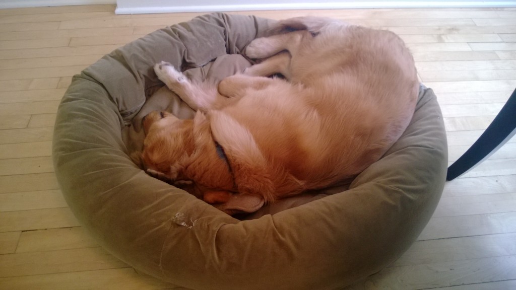 Jack man loves his bed!