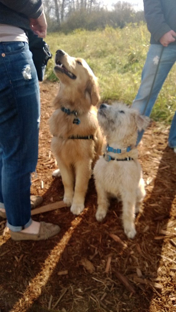 Puppy play date with Berkeley at Marymoor - 3 weekends in a row!