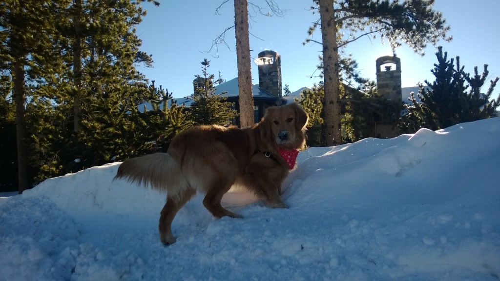 King of the snow pile