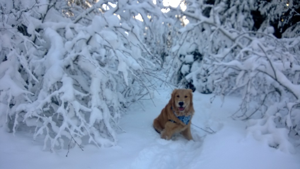 Jackson LOVES the snow.