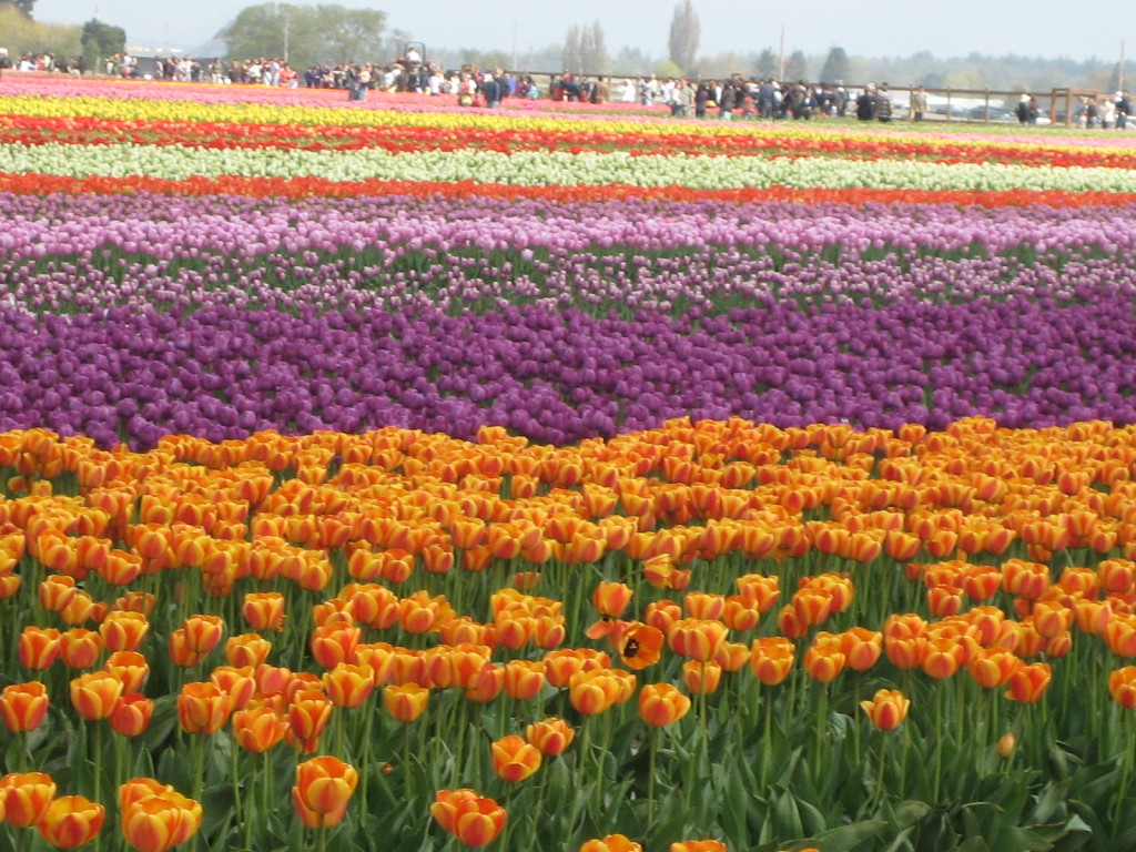 {Skagit Valley Tulip Festival takes place in April}