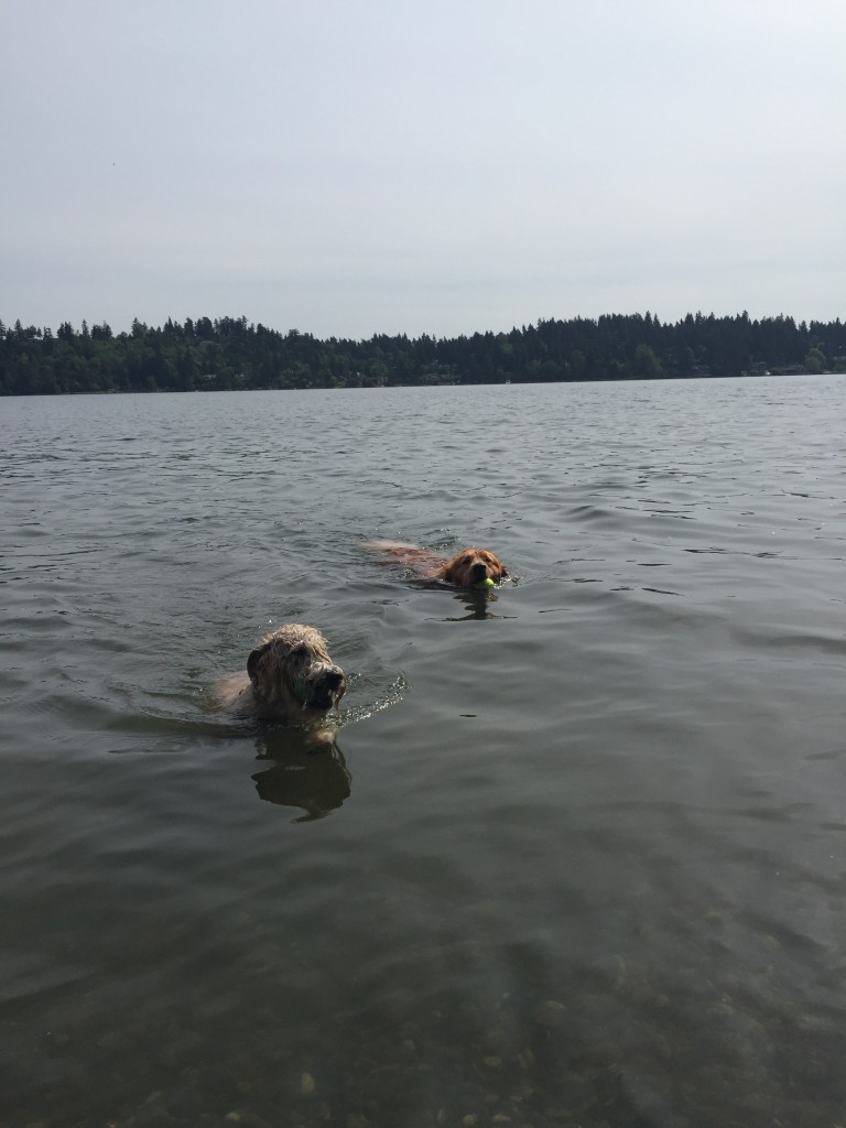 {bffs swimming together in Lake Washington}