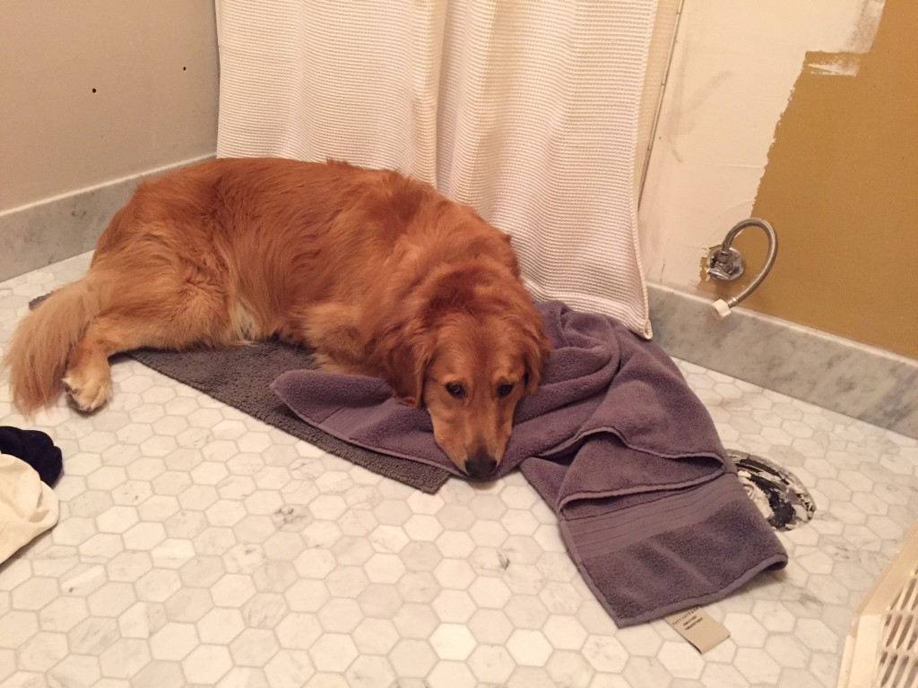 {The tile got sealed last week on Tuesday, so since Wednesday we've been using the shower. Jackson has made himself quite comfortable on the new bathmat and towels!}