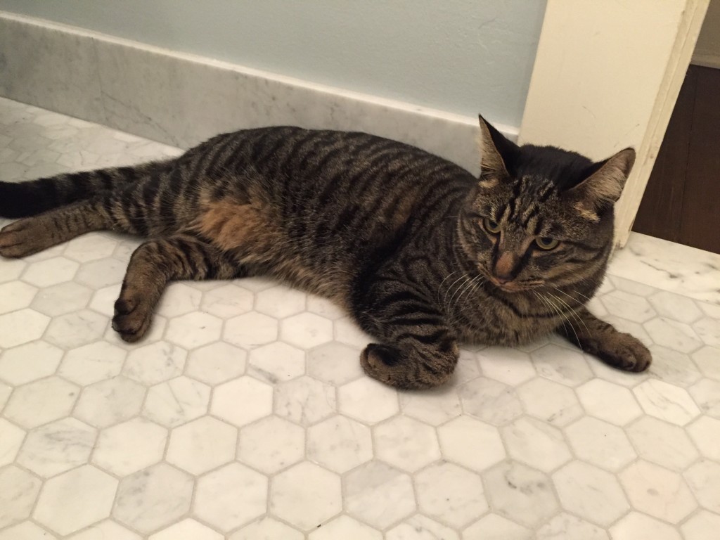 {Who knew Henry would be the one to love the new bathroom floor the most!?}