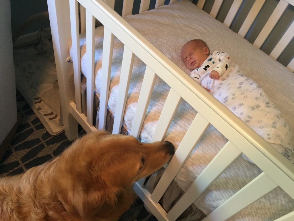 {Jackson is already obsessed with his new brother. We knew he would be excited to meet Ben!}